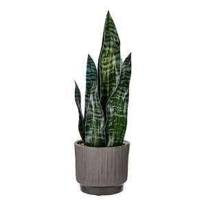 Pasto artificial 46 cm GX-C919 Home Sweet Home
